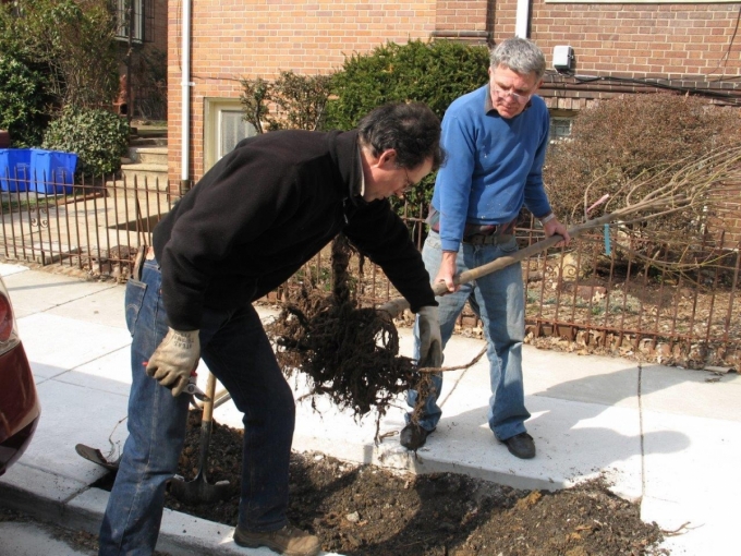 Mike Hardy guides a volunteer during a tree planting