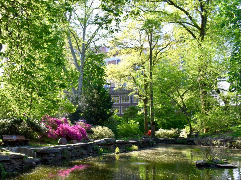 Lush plants surrounding the pond in Kaskey Park