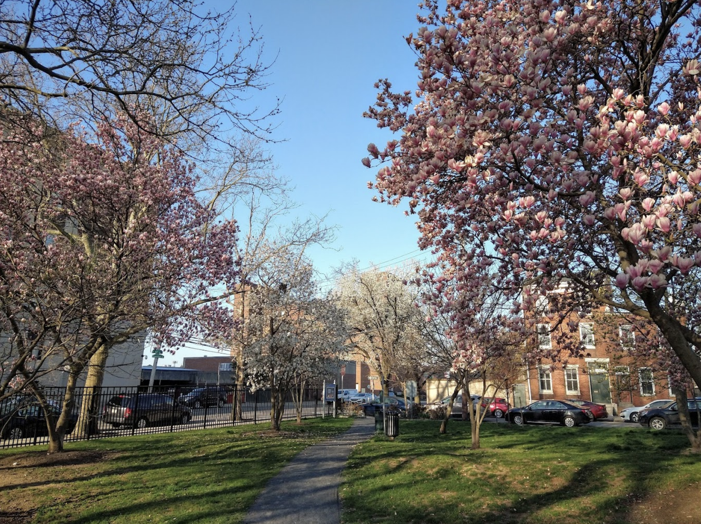 Blossoming trees in Saunders Park